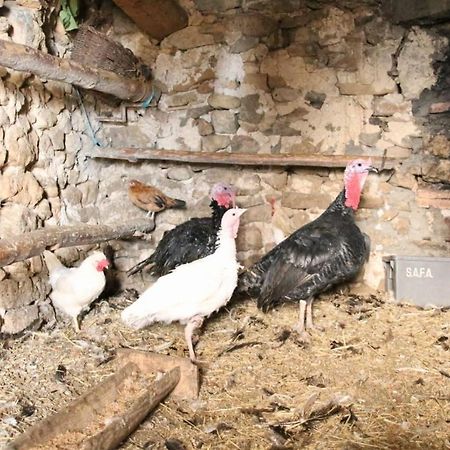 Casa Rural Amador Villarroya de los Pinares Eksteriør bilde